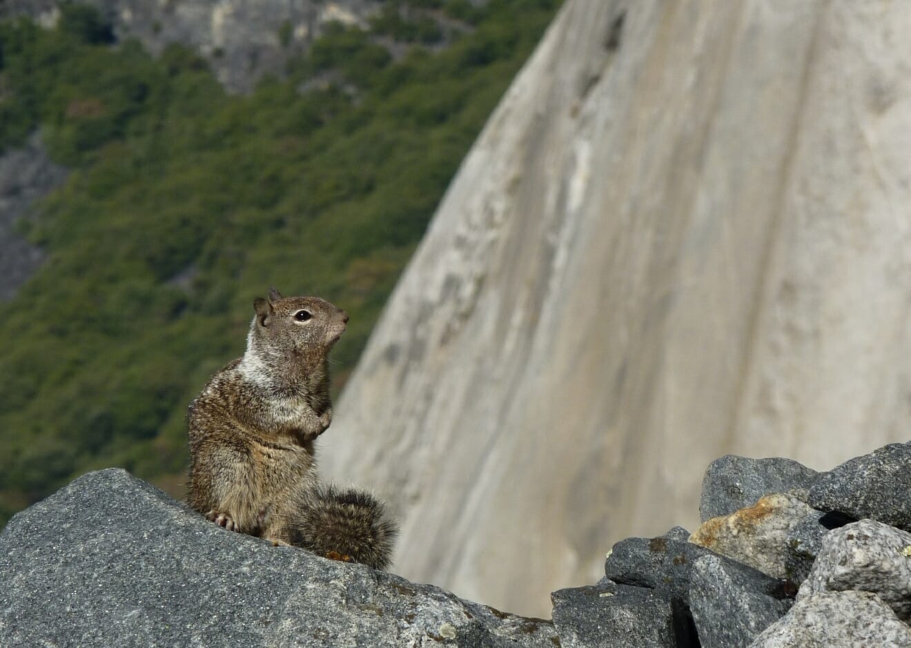Squirrel vor El Capitan.