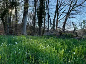 Blumenwiese im Wald