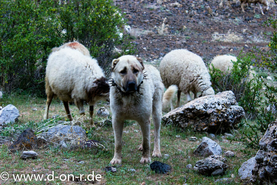 Ein Kangal bei seiner Arbeit im Aladağlar Gebirge