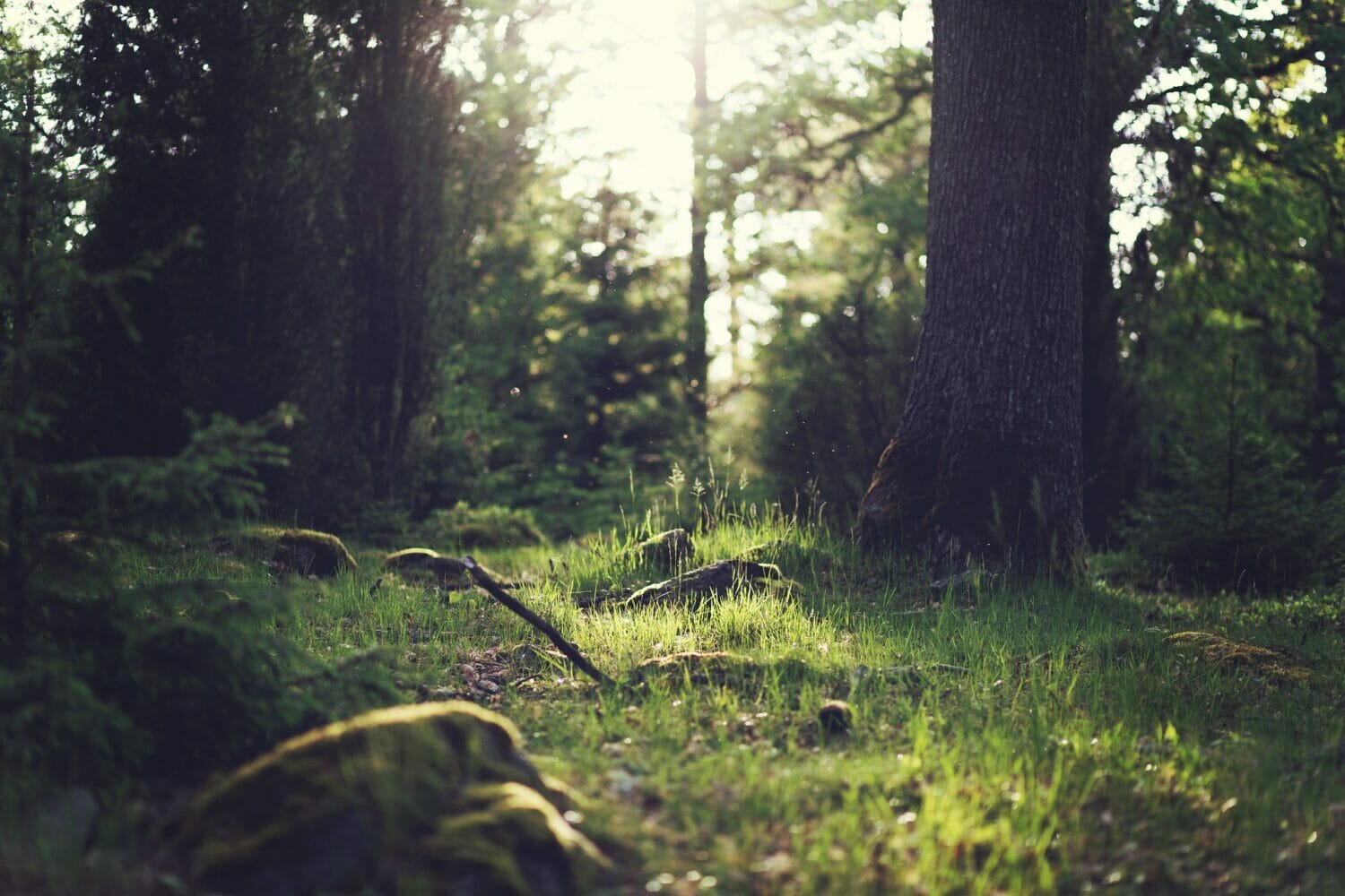 Im Wald tief durchatmen und neue Kraft tanken.