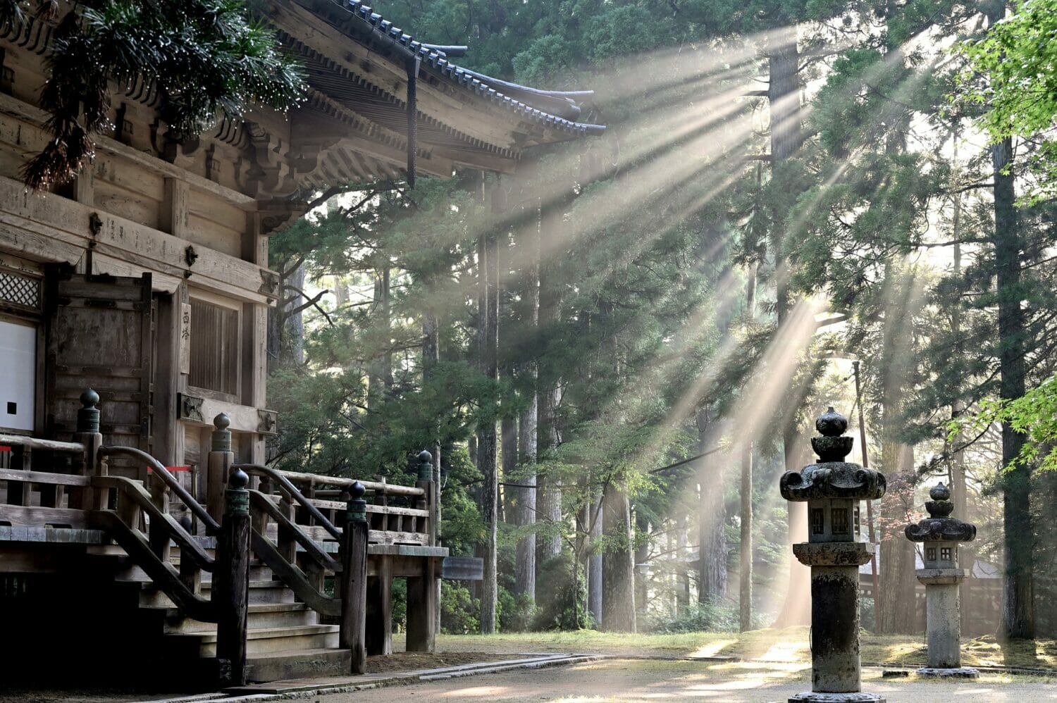 Waldbaden stammt aus Japan, wo es Shinrin-Yoku genannt wird.