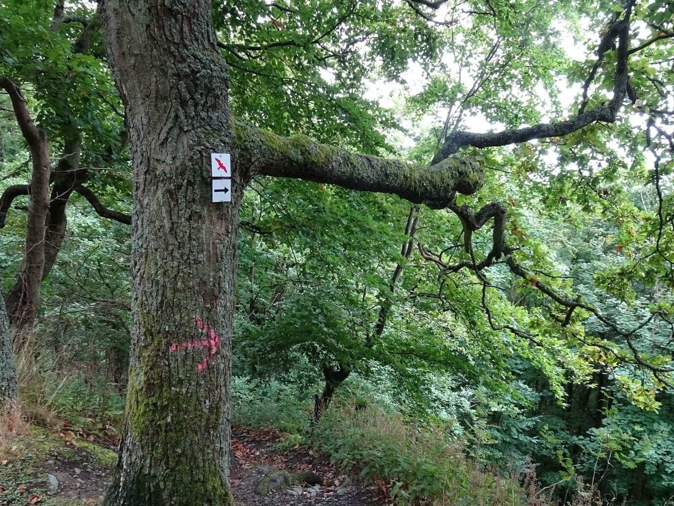 Roter Milan-Symbol auf dem Zacken-Beilstein-Steig.