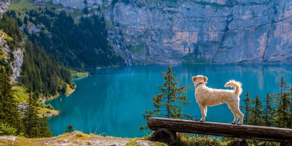Hund steht auf einer Bank und schaut auf einen Bergsee
