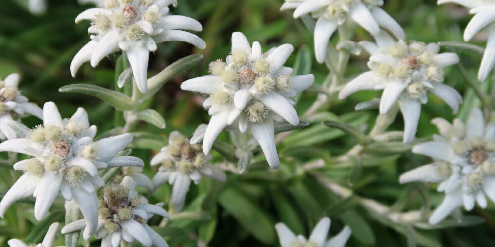 20230720_Edelweiß_Titel