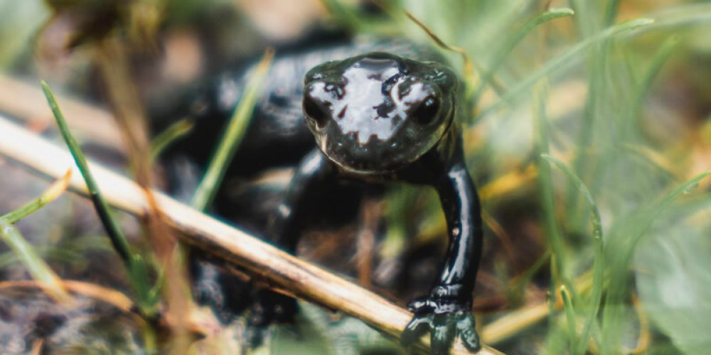 alpensalamander