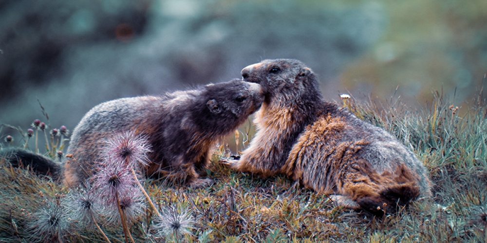 Zwei Murmeltiere kuscheln auf einem Fels.