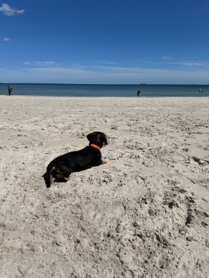 Bild 1 von Caroline zu Carhartt - Tradesman Dog Collar - Hundehalsband