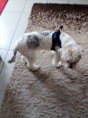 Bild 1 von Ruth zu Hunter - Harness Hilo Comfort - Hundegeschirr