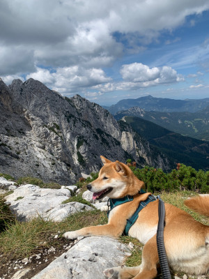 Bild 1 von Sanne zu Ruffwear - Roamer Leash - Hundeleine