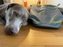 Bild 1 von hessameddin zu Ruffwear - Kibble Kaddie - Hundezubehör