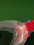Bild 2 von Jeremias zu Speedo - Biofuse 2.0 - Schwimmbrille